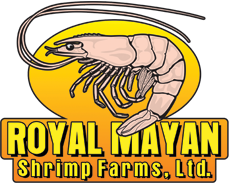 Royal Mayan Shrimp Farm Belize